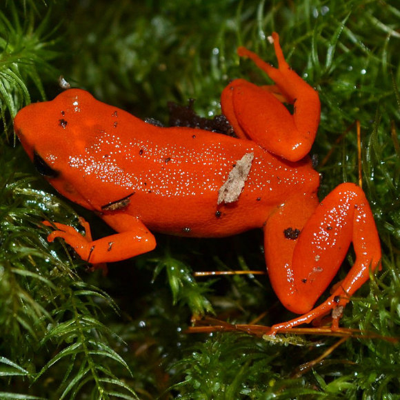 Мантелла золотистая - Mantella aurantiaca Мантелла золотистая - Mantella aurantiaca
