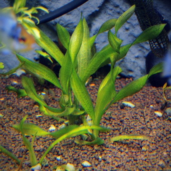 Валлиснерия американская биванская [крученолистная] - Vallisneria Americana var. Biwaensis