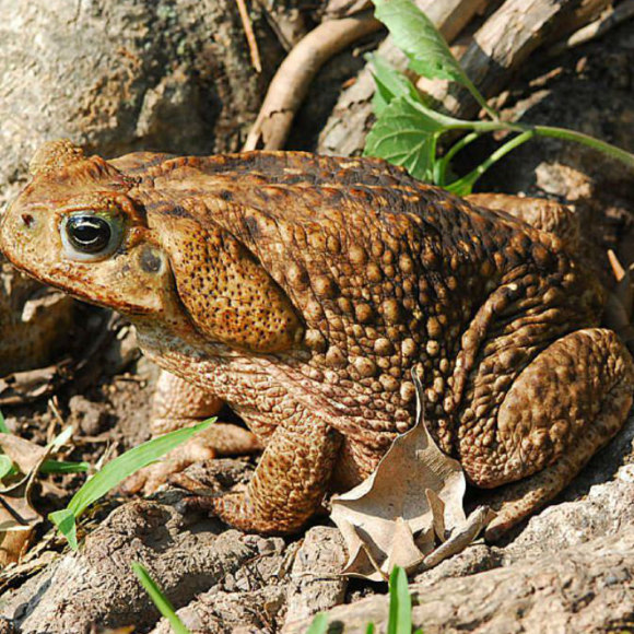 Жаба ага - Bufo marinus Жаба ага - Bufo marinus