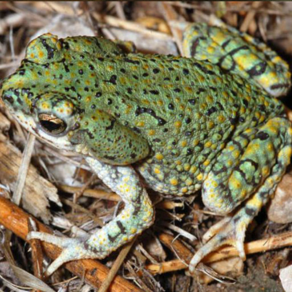 Жаба зеленая американская - Bufo debilis Жаба зеленая американская - Bufo debilis