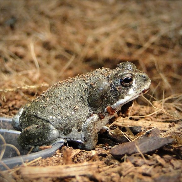 Жаба колорадская - Bufo alvariu