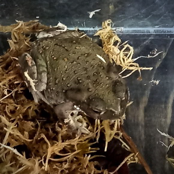 Жаба колорадская - Bufo alvariu