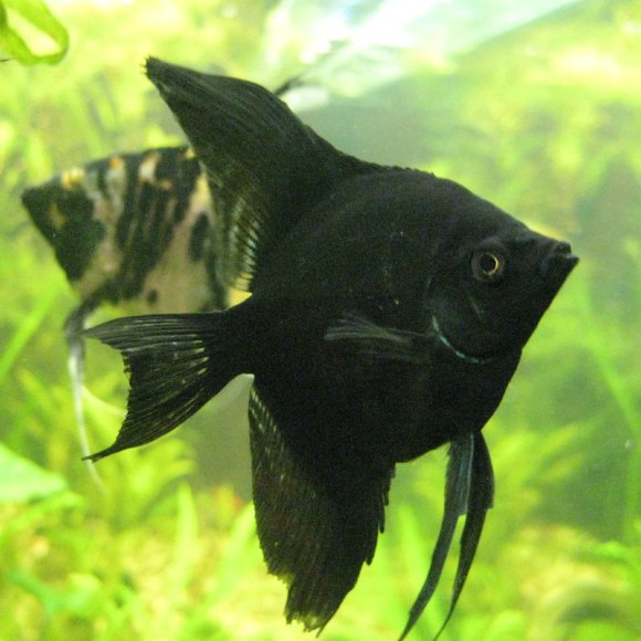 Скалярия черная - Pterophyllum scalare
