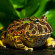 Рогатка украшенная - Ceratophrys ornata