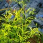 Папоротник индийский - Ceratopteris siliquosa