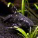 Агамикс звездчатый - Agamyxis albomaculatus