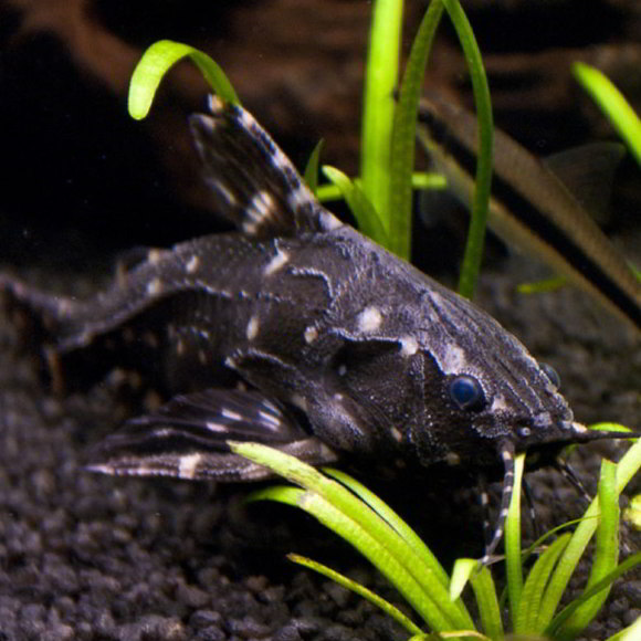 Агамикс звездчатый - Agamyxis albomaculatus