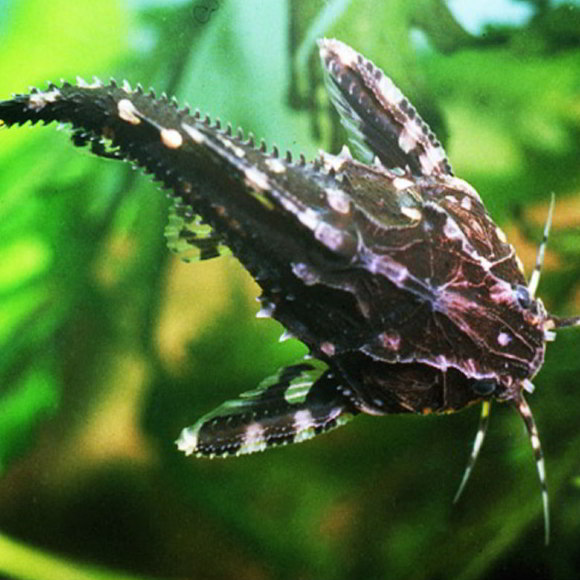 Агамикс звездчатый - Agamyxis albomaculatus