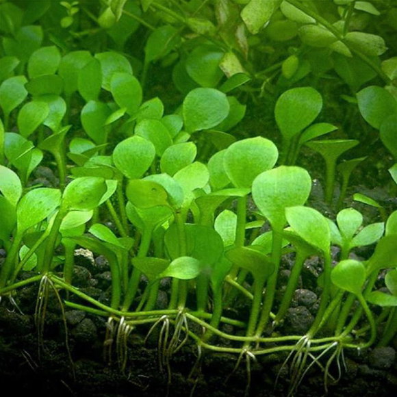Марсилия четырехлистная - Marsilea quadrifolia Марсилия четырехлистная - Marsilea quadrifolia