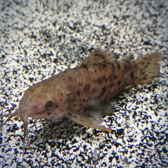 Сом Торакатум - Hoplosternum thoracatum