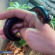 Кивсяк африканский - Archispirostreptus gigas Кивсяк африканский - Archispirostreptus gigas