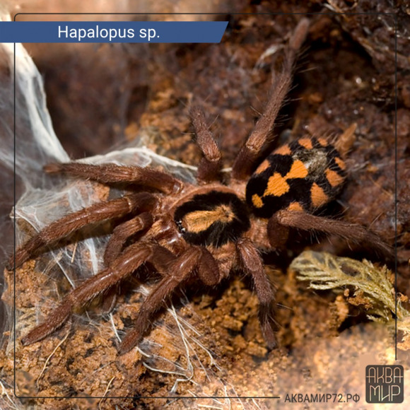 Паук Колумбийский - Hapalopus sp. Columbia Gross Паук Колумбийский - Hapalopus sp. Columbia Gross