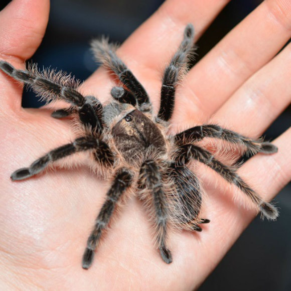 Паук-птицеед брахипельма альбопилозум - Brachypelma albopillosum (M) Паук-птицеед брахипельма альбопилозум - Brachypelma albopillosum (M)