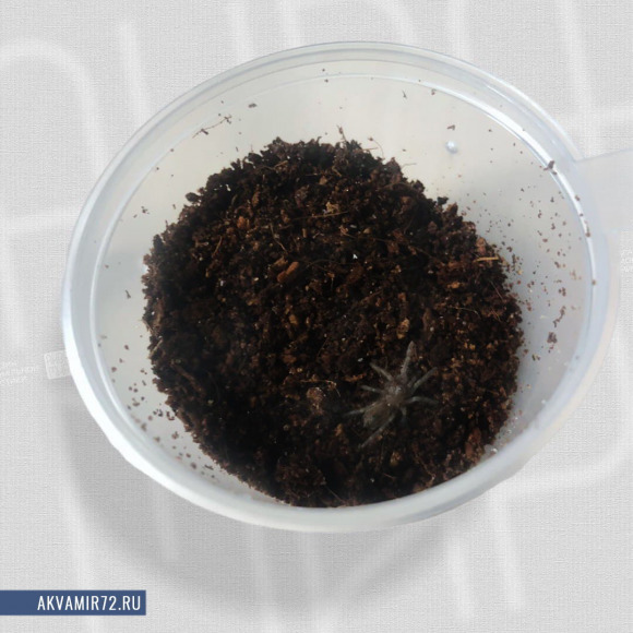 Паук-птицеед брахипельма альбопилозум - Brachypelma albopillosum (S) Паук-птицеед брахипельма альбопилозум - Brachypelma albopillosum (S)