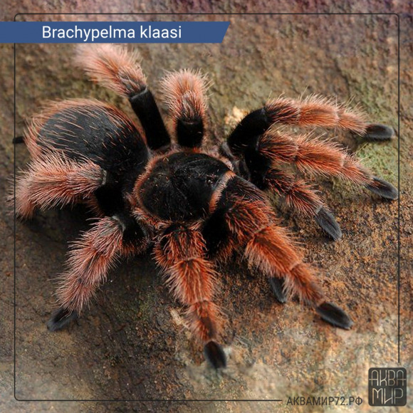 Паук брахипельма Клааси - Brachypelma klaasi Паук брахипельма Клааси - Brachypelma klaasi