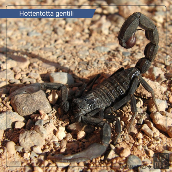 Скорпион Готтентота - Hottentotta gentili Скорпион Готтентота - Hottentotta gentili