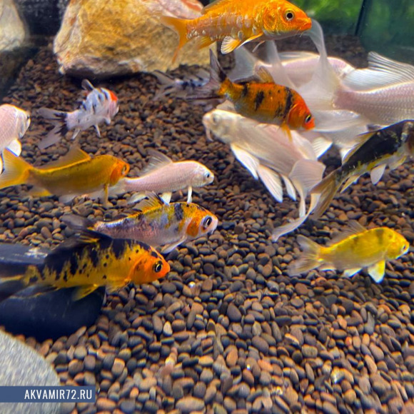 Карп Кои [ассорти] - Cyprinus carpio var. 