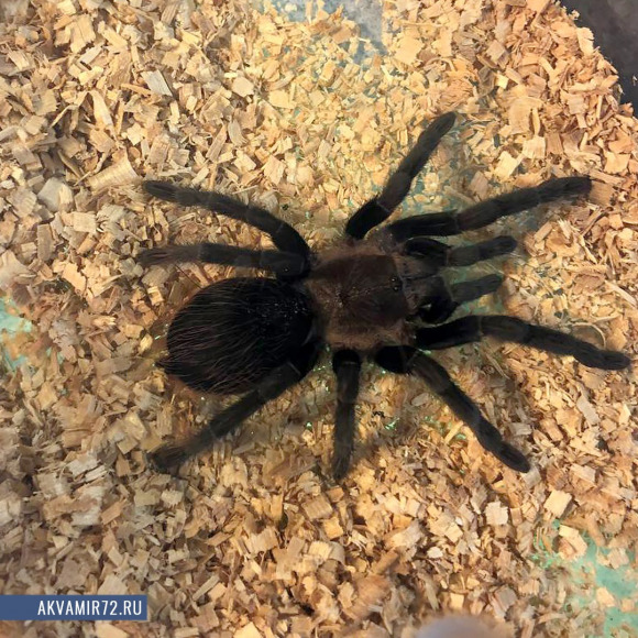 Паук-птицеед брахипельма ваганс - Brachypelma vagans (M)