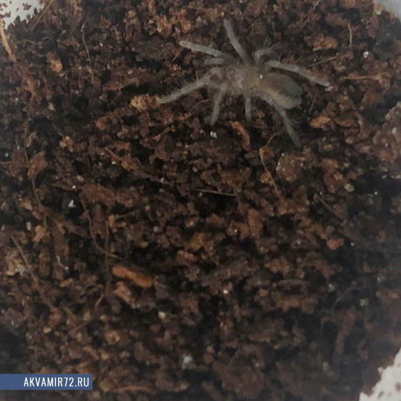 Паук-птицеед брахипельма ваганс - Brachypelma vagans (S)