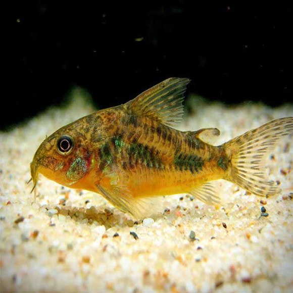 Коридорас крапчатый - Corydoras paleatus