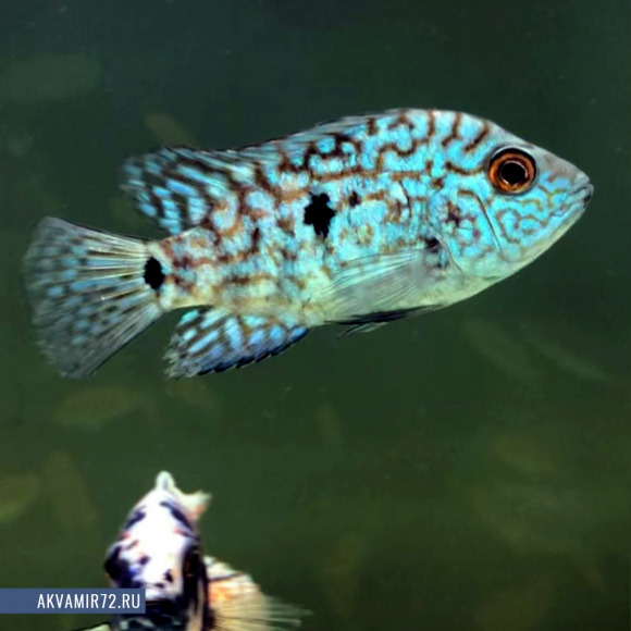 Цихлазома бриллиантовая - Herichthys cyanoguttatus (M)