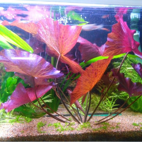 Нимфея красная [красные листья] - Nymphaea rubra bulb