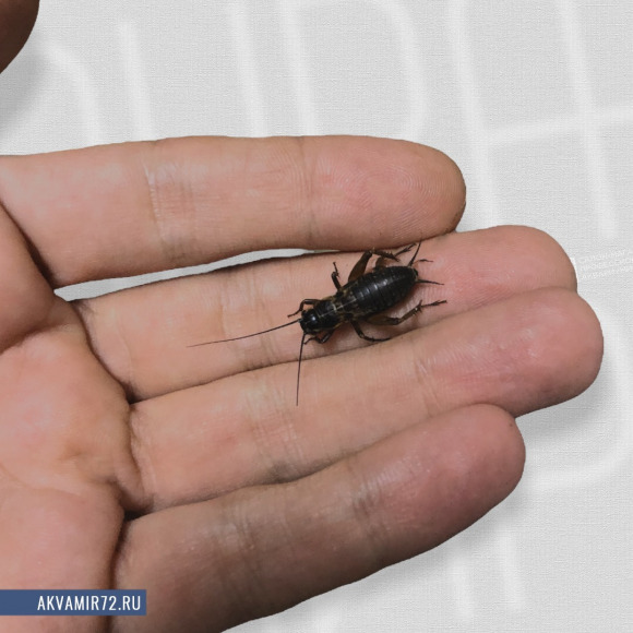 Сверчок двупятнистый - Gryllus bimaculatus [живой] средний