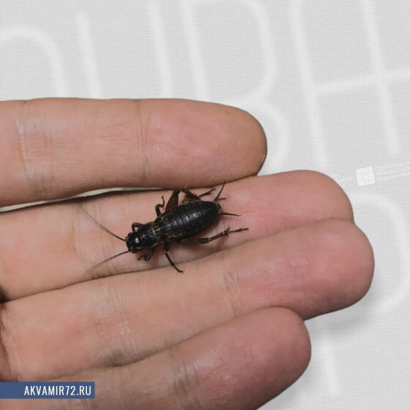 Сверчок двупятнистый - Gryllus bimaculatus [живой] средний