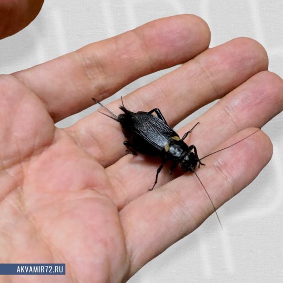 Сверчок двупятнистый - Gryllus bimaculatus [живой] крупный