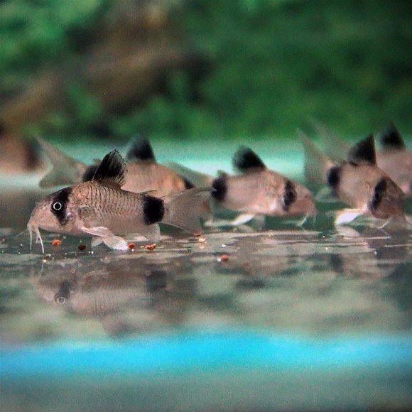 Коридорас панда - Corydoras panda Коридорас панда - Corydoras panda