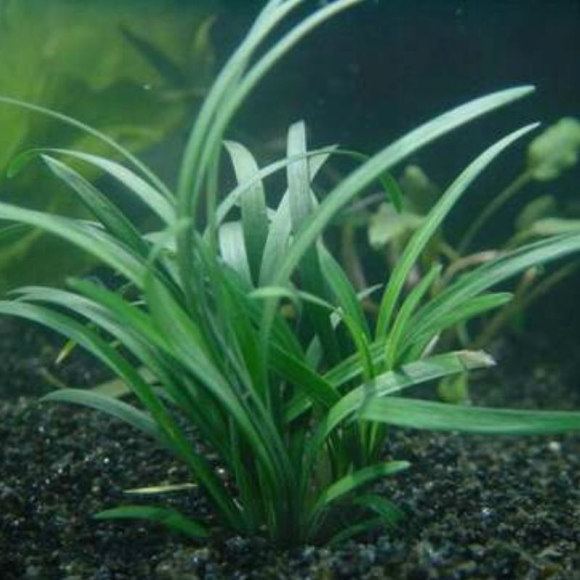 Офиопогон японский - Ophiopogon japonicus