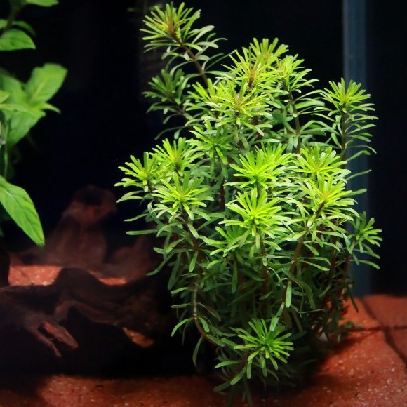 Ротала Валлиха - Rotala wallichii