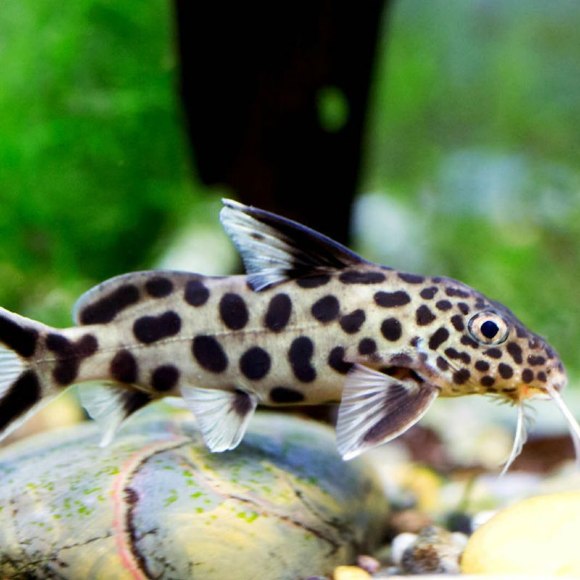 Синодонтис кукушка - Synodontis multipunctatus