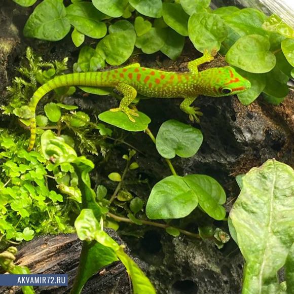 Фельзума великолепная - Phelsuma grandis