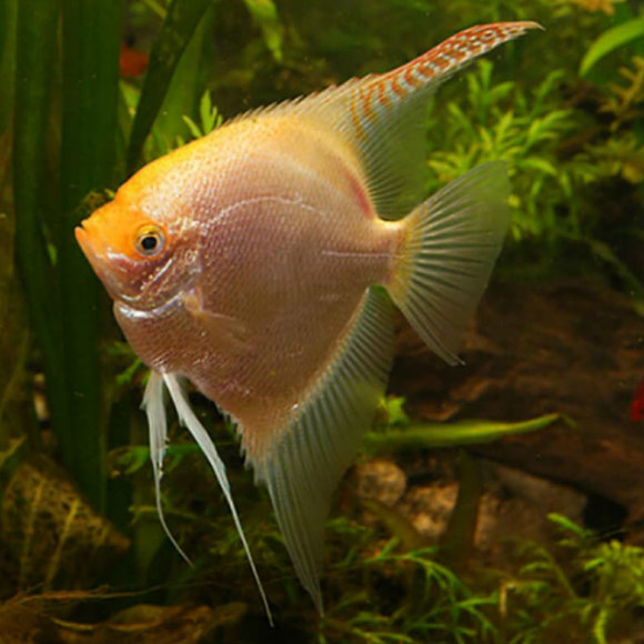 Скалярия золотая - Pterophyllum scalare var.