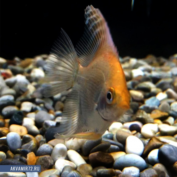 Скалярия золотая - Pterophyllum scalare var.
