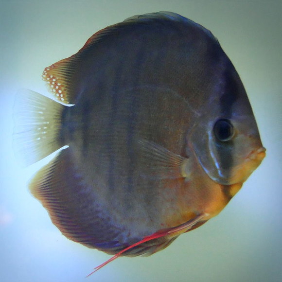 Дискус Коричневый Аленкер - Symphysodon aequifasciatus var.
