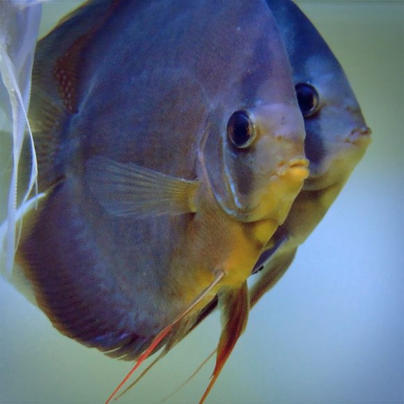 Дискус Коричневый Аленкер - Symphysodon aequifasciatus var.