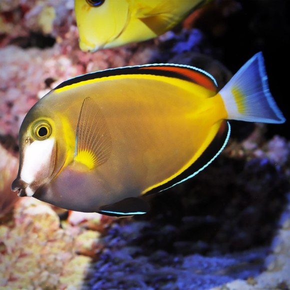 Хирург японский [бронзовый] - Acanthurus japonicus