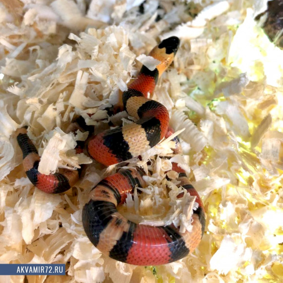 Молочная змея Кэмпбелла Apricot - Lampropeltis triangulum campbelli Apricot