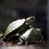 Черепаха красноухая - Trachemys scripta