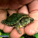 Черепаха красноухая - Trachemys scripta (S)