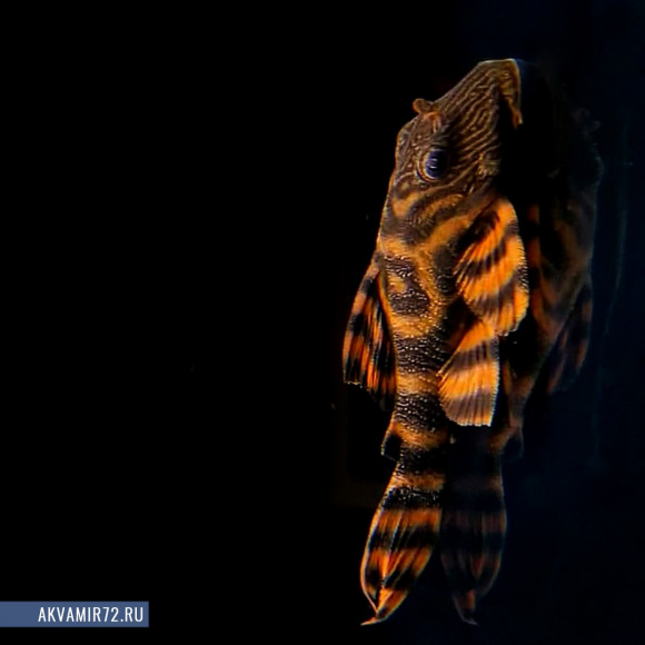 Сом Панак Красная зебра - Panaqolus sp. / L397