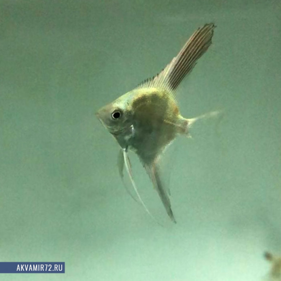 Скалярия Болгарская Жемчужина - Pterophyllum scalare Bulgarian Seal Point (S) Скалярия Болгарская Жемчужина - Pterophyllum scalare Bulgarian Seal Point (S)