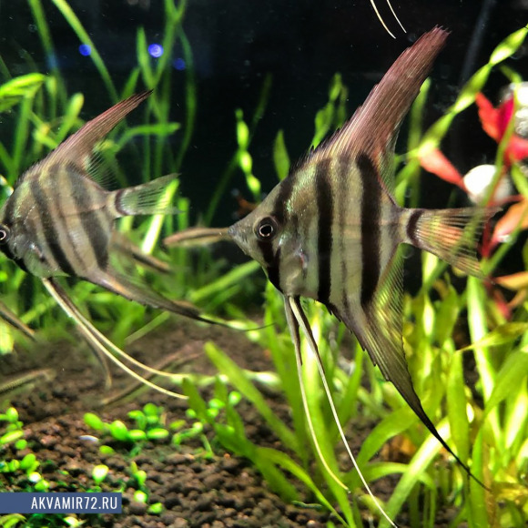Скалярия Перуанский альтум - Pterophyllum sp.