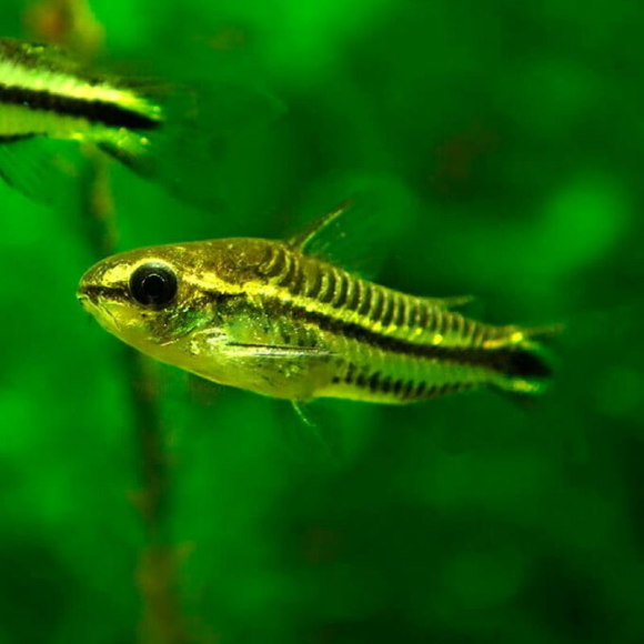 Коридорас пигмей - Corydoras pygmaeus