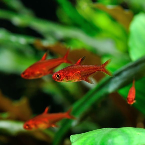 Тетра аманда - Hyphessobrycon amandae