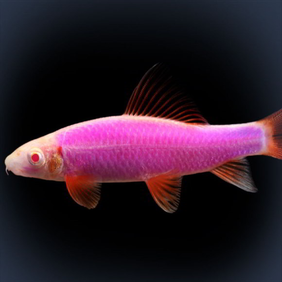 Лабео GLO Пурпурный - Epalzeorhynchos frenatus var. Purple